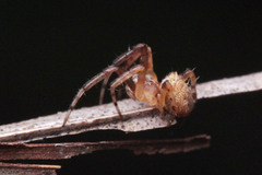 Araneidae