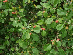 Malus prunifolia