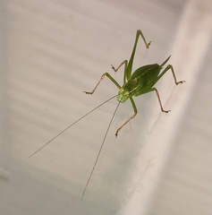 Leptophyes punctatissima