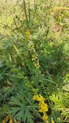 Agrimonia eupatoria
