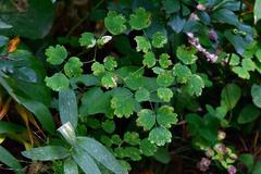 Thalictrum venulosum