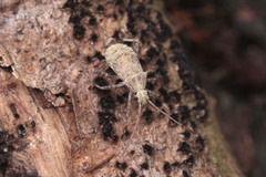 Coreoidea