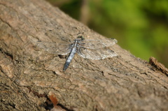 Orthetrum albistylum