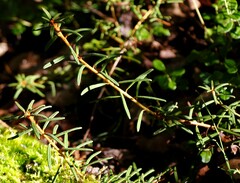 Rhododendron tomentosum