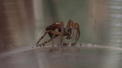 Cyclosa
