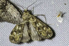 Hygraula nitens