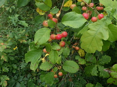 Malus prunifolia
