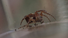 Cyclosa