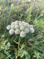 Seseli annuum