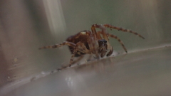 Cyclosa