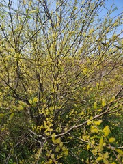Salix mucronata
