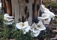Omphalotus nidiformis