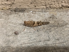 Trimerotropis pallidipennis