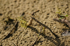 Sympetrum flaveolum