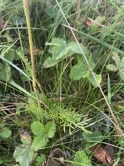 Seseli annuum