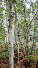 Betula