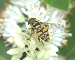 Myathropa florea