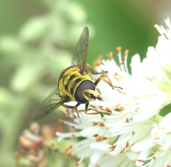 Myathropa florea