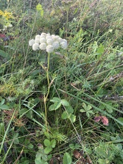 Seseli annuum