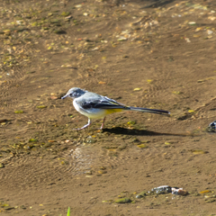Motacilla cinerea