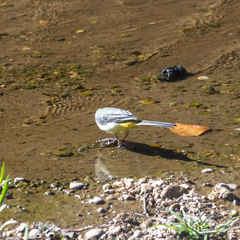 Motacilla cinerea