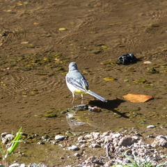 Motacilla cinerea