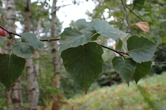 Betula