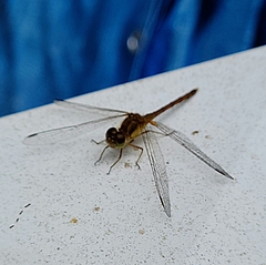 Sympetrum vicinum