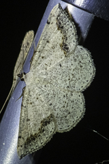 Taxeotis perlinearia