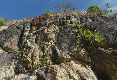 Ficus rubiginosa