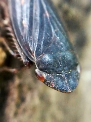 Aphrodes