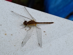 Sympetrum vicinum