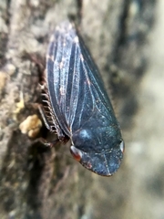 Aphrodes