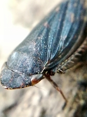 Aphrodes