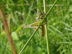 Roeseliana roeselii