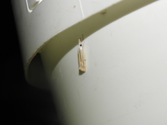 Metacrambus salahinellus