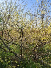 Salix mucronata