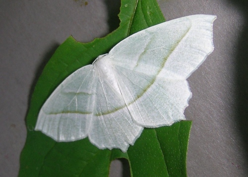 Pale Beauty, photo 9 of 10