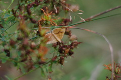 Camptogramma bilineata