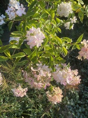 Hydrangea paniculata