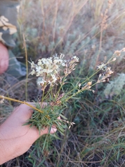 Silene tatarica