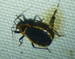 Rhiginia cinctiventris