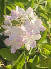 Hydrangea paniculata