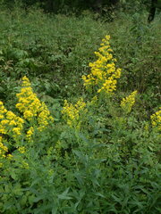 Solidago × niederederi