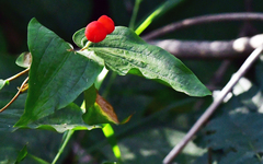 Prosartes trachycarpa
