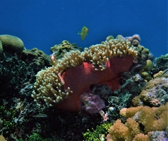 Heteractis magnifica