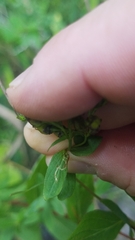 Caloptilia hypericella