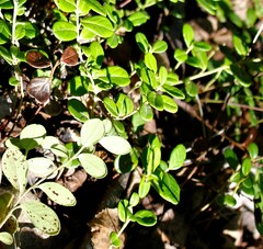 Vaccinium vitis-idaea