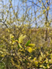 Salix mucronata
