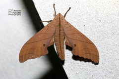 Marumba cristata